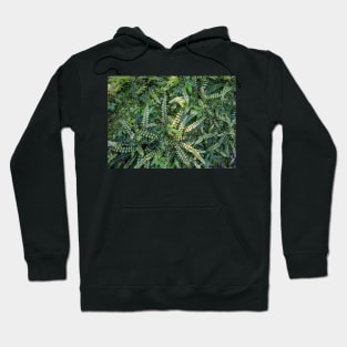 Kiwakiwa fern. Hoodie